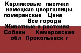 Карликовые “лисички“  немецкие цвергшпицы/померанские › Цена ­ 35 000 - Все города Животные и растения » Собаки   . Кемеровская обл.,Прокопьевск г.